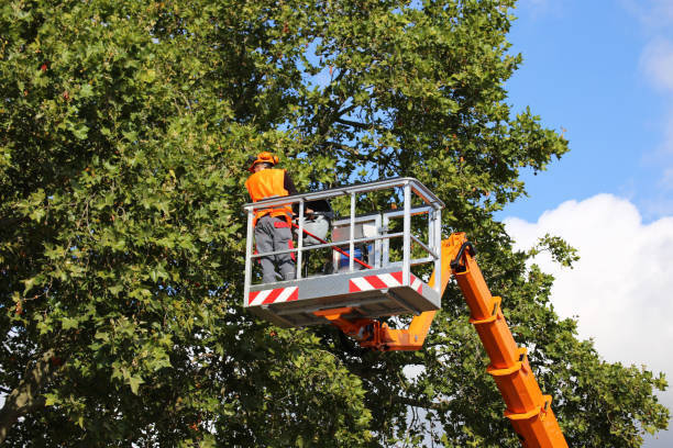 Best Tree Preservation Services  in Mmaduke, AR