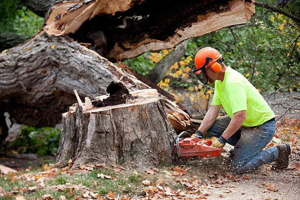 Best Fruit Tree Pruning  in Mmaduke, AR